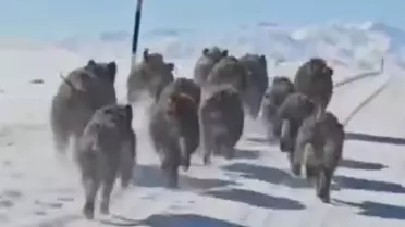 Van’da yaban domuzları köy yakınında