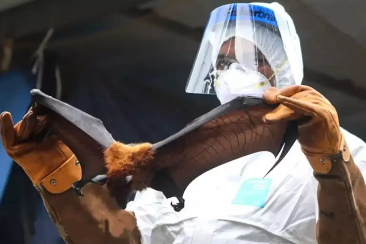 Nipah Virüsü Salgını: Yarasalardan Geçen Enfeksiyonun Vaka ve Ölüm Sayıları Artıyor