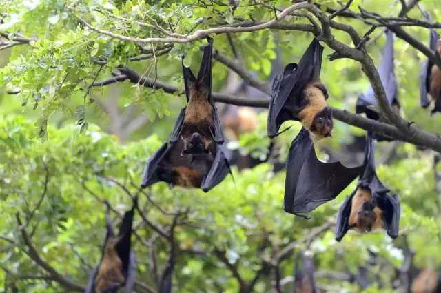 Nipah virüsü araştırma laboratuvarı