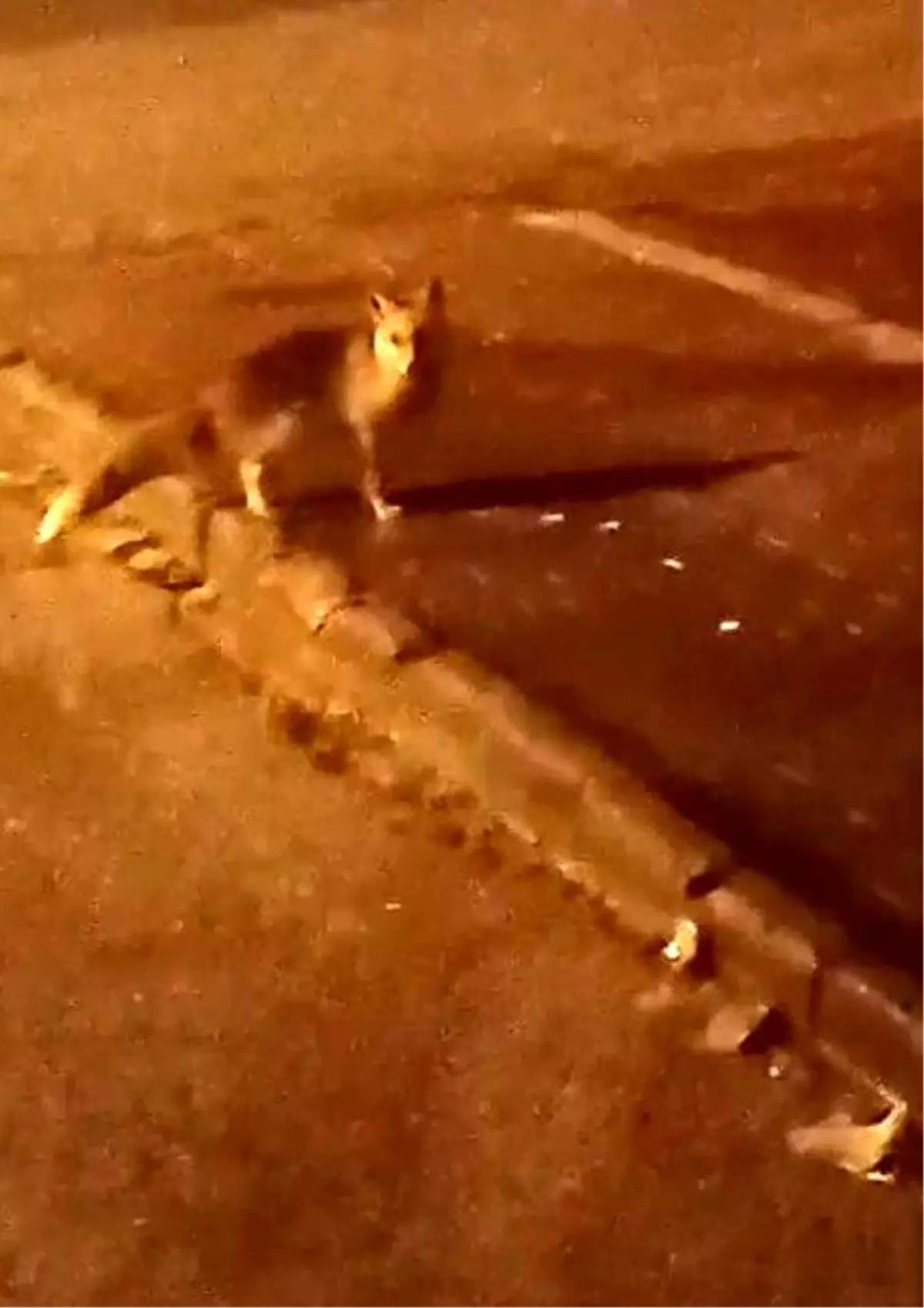 Elmadağ’da Aç Kalan Tilkiler Şehrin Sokaklarına İndi