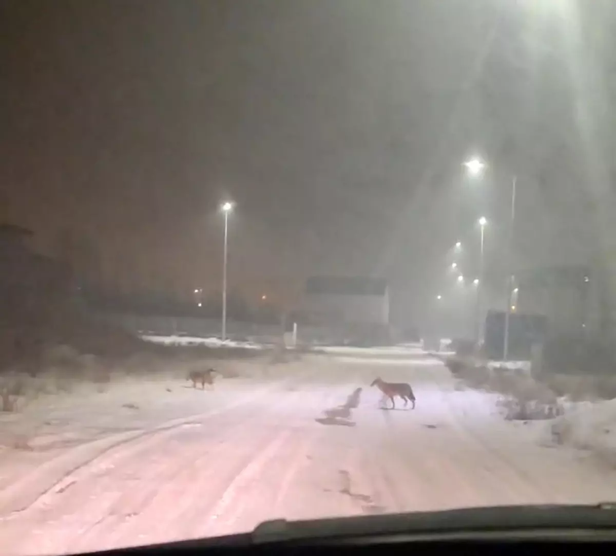 Yoğun Kar Yağışı Nedeniyle Iğdır’da Kurtlar Yerleşim Bölgelerine Yaklaştı