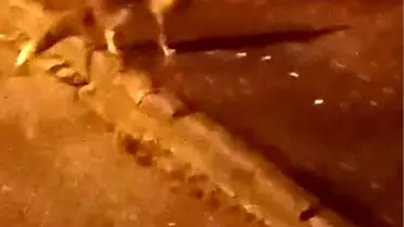 Elmadağ sokaklarında aç kalan tilkilerin fotoğrafı