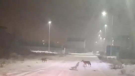 Iğdır’da kar altında görülen kurt sürüsü