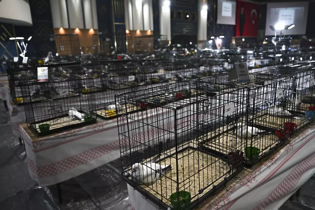 Ankara’da 24. Uluslararası Şebap Güvercin Festivali Coşkuyla Gerçekleşti