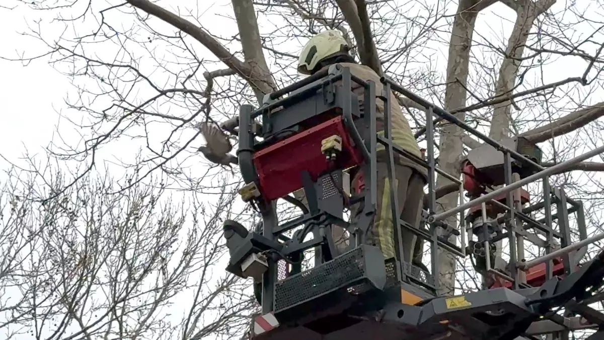 Avcılar’da Ağaçta Sıkışan Güvercin, İtfaiye Ekipleri Tarafından Güvenli Şekilde Serbest Bırakıldı