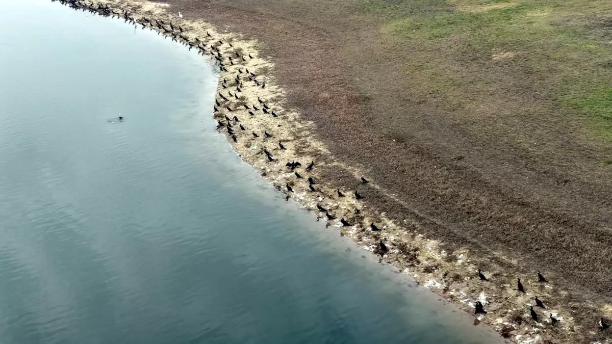 Hayrabolu Göleti'nde Balık Ölümü Olayı: Yetkililer İnceleme Başlattı