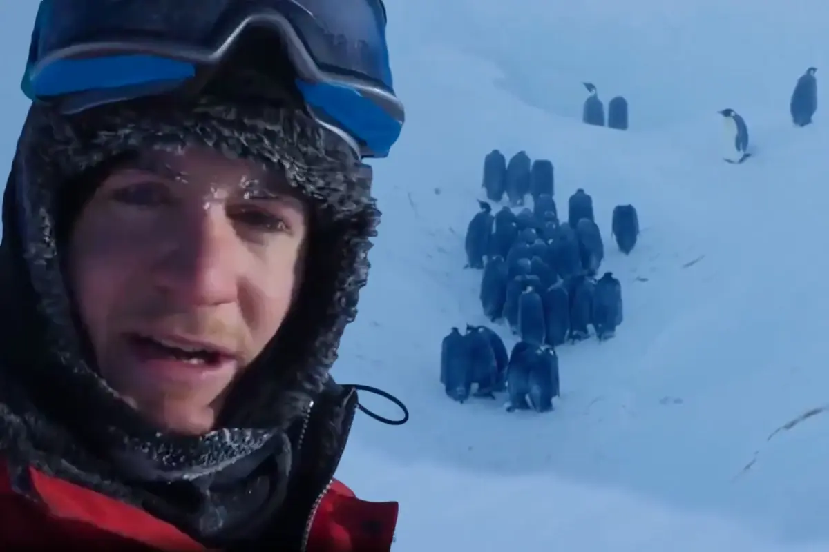 BBC Belgesel Ekibi Penguenleri Kurtararak Belgesel Etiğine Yeni Bir Sayfa Açtı