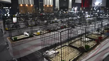 Şebap Güvercin Festivali yarışma sahası