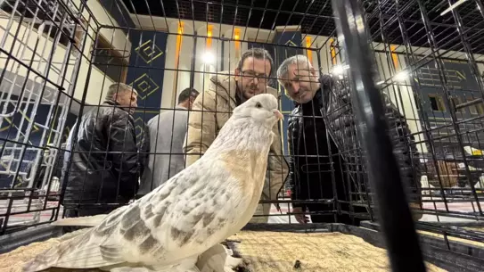 Ankara’da Şebap Güvercin Festivali Rekor Katılım ve Fiyat Çeşitliliğiyle Dikkat Çekti