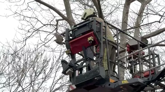 Kurtarılan güvercin serbest bırakılırken