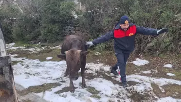 Niksar’da Kuyuya Düşen İnek İtfaiye Ekipleri Tarafından Kurtarıldı