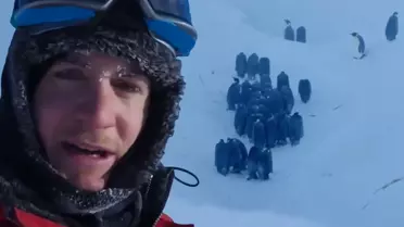 Penguenlerin çukurda mahsur kalması