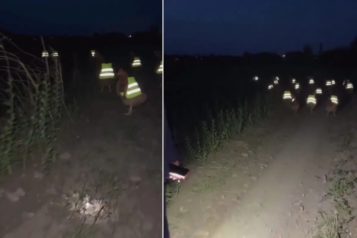 Reflektörlü Tavuklar: Kayıp Hayvanların İzini Sürmenin Pratik Yolu