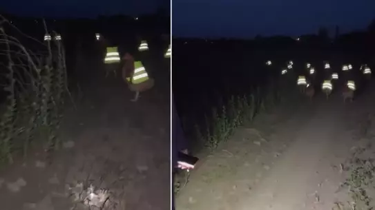 Reflektörlü Tavuklar: Kayıp Hayvanların İzini Sürmenin Pratik Yolu