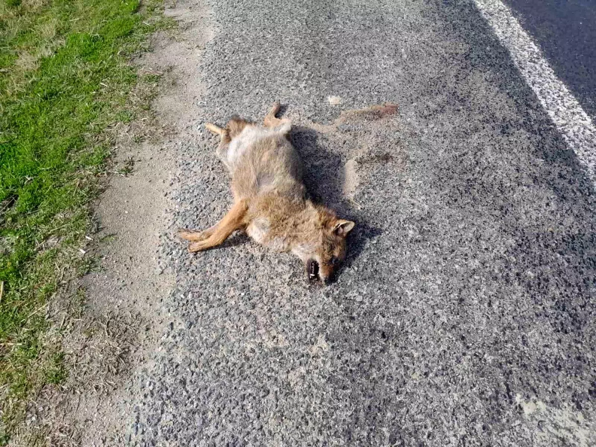 Araç Çarpması Sonucu Tilkinin Kaza Sonrası Durumu