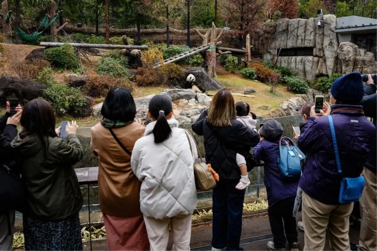 Japonya’da Son Panda Göçü: Xiao Xiao ve Lei Lei’ye Veda