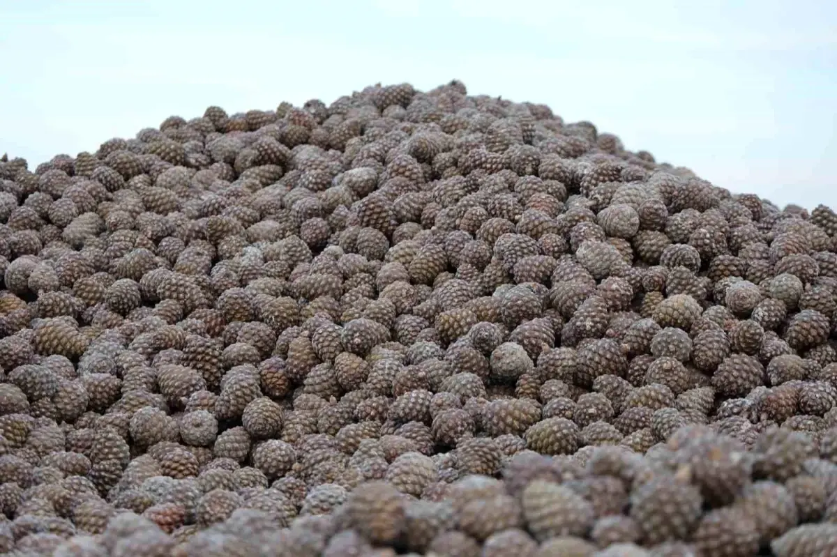 Aydın’da Kuraklıkla Mücadele: Çam Fıstığı Hasadı Zor Şartlarda Başladı