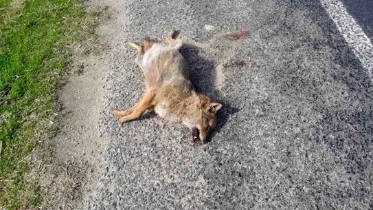 Kurtarılan tilkinin fotoğrafı