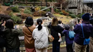 Japonya panda transferi