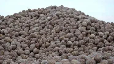 Aydın’da Kuraklıkla Mücadele: Çam Fıstığı Hasadı Zor Şartlarda Başladı