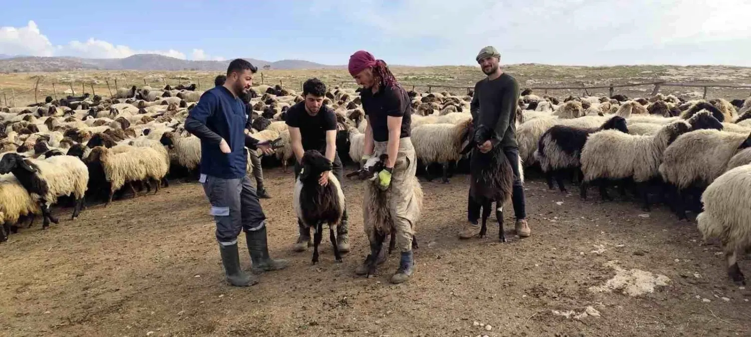 Şırnak'ta Hayvancılık Destekleri ve Aşılama Programı 2025