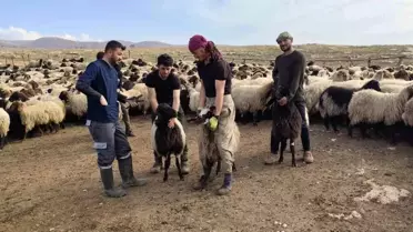 Şırnak'ta Hayvancılık Destekleri ve Aşılama Programı 2025