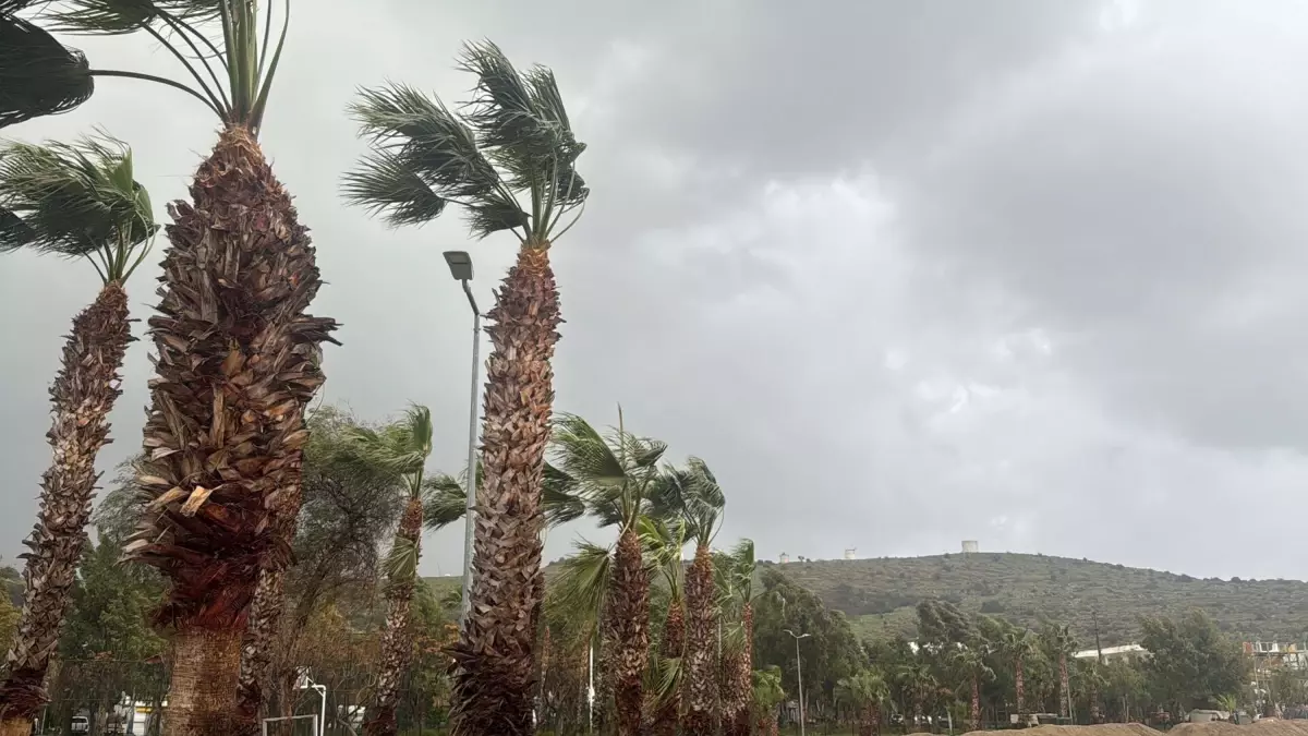 Bodrum’da Şiddetli Fırtına Ağaçları Yıktı, Feribot Seferleri Askıya Alındı