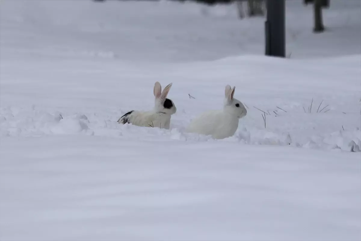 Elazığ’da Bembeyaz Karla Örtülmüş Harput Mahallesi Görüntüleri