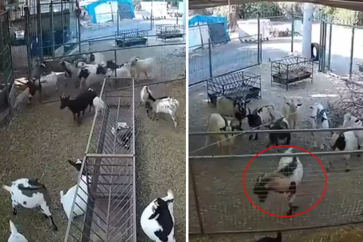 Kamera Kaydı: Çiftlikte Tekeler Ahır Kapısını Kırarak Dişilere Ulaştı