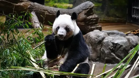 Japonya’nın Ueno Hayvanat Bahçesi’nde Pandalar 27 Ocak’ta Çin’e Geri Dönüyor
