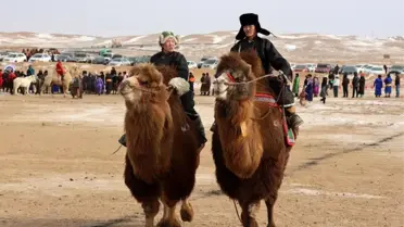 Deve yarışından bir kare