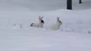 Elazığ parklarında kar manzarası