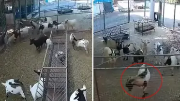 Kamera Kaydı: Çiftlikte Tekeler Ahır Kapısını Kırarak Dişilere Ulaştı