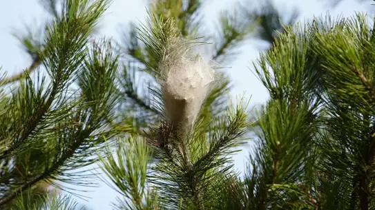 Samsun Ormanlarında Çam Kese Tırtılı İstilası: Ağaç ve İnsan Sağlığına Tehdit