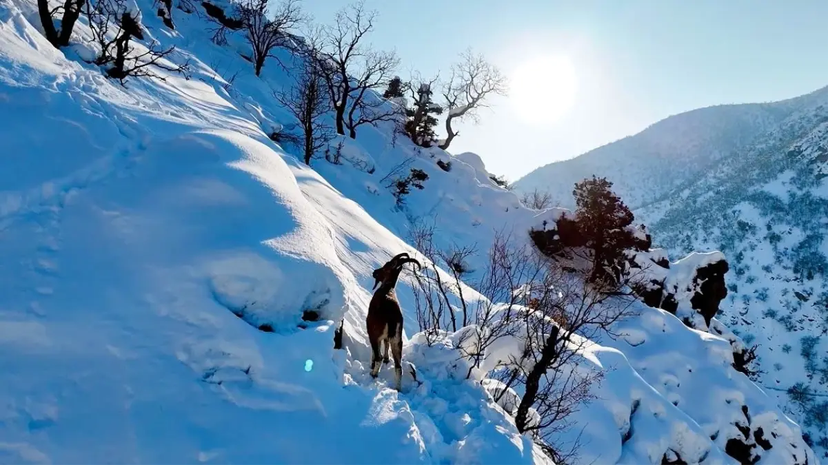 Karla Kaplı Munzur Vadisi'nde Drone ile Görüntülenen Yaban Keçileri