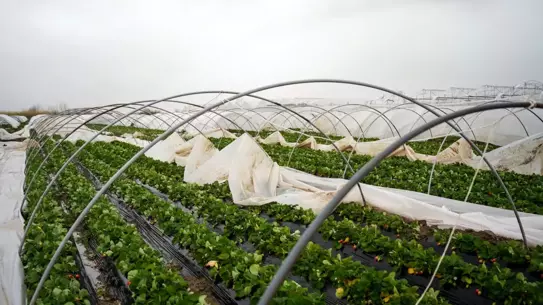 Serik’te Hortum Tarım Arazilerini 10 Milyon Liraya Yakın Zarar Verdi