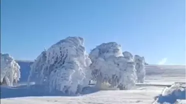Mudurnu Susuz Yaylası'nda Buz Tutmuş Ağaçlar Büyüleyici Manzara Oluşturdu