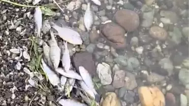 Karaidemir Barajı'nda Balık Ölümleri: Yetkililer Olayı İnceliyor