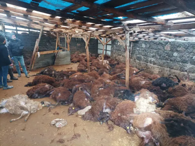 Kurt sürüsü saldırısı sonrası yıkılmış koyun ahırı