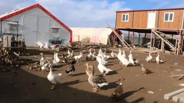 Afyonkarahisar’da Kaz Yetiştiriciliği: Dodurga Köyü’nün Ekonomik Başarısı