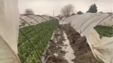 Serik’te Şiddetli Fırtına Çilek Seralarını Yok Etti