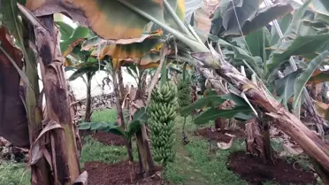 Manavgat’ta Şiddetli Hortum 3 Mahalleyi Vurdu, Bir Kişi Yaralandı