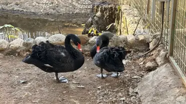 Kuluçka dönemindeki siyah kuğuların fotoğrafı