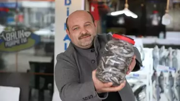 Karadeniz’de Hamsi Salamurası Üretimine Hız Verildi