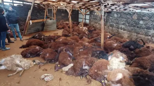 Kars’ta kurt sürüsü 200 koyunu öldürdü: Çaresiz aile büyük kayıpla karşı karşıya