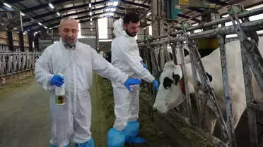 MAKÜ Araştırmacılarından Şap Hastalığına Yeni Çözüm