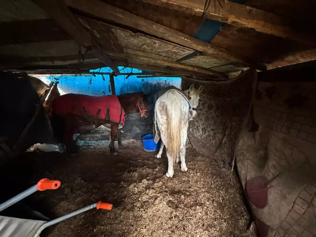 Sakarya’nın Erenler İlçesinde At Kemiklerinin Çevreye Atılması Olayı Araştırılıyor