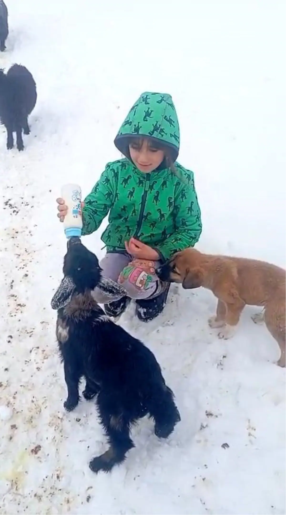 Fırtınada Kayıp Kuzu 3 Gün Sonra Sağ Bulundu