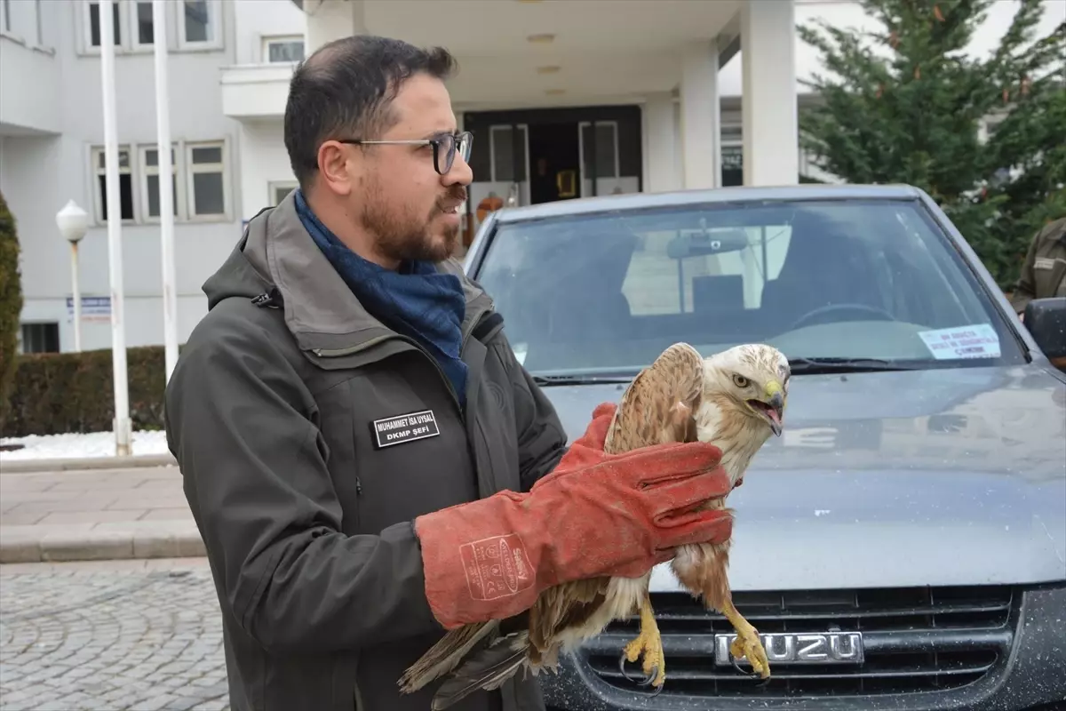 Havza’da Yaralı Şahin Tedavi Edildi ve Doğaya Salınmaya Hazırlandı