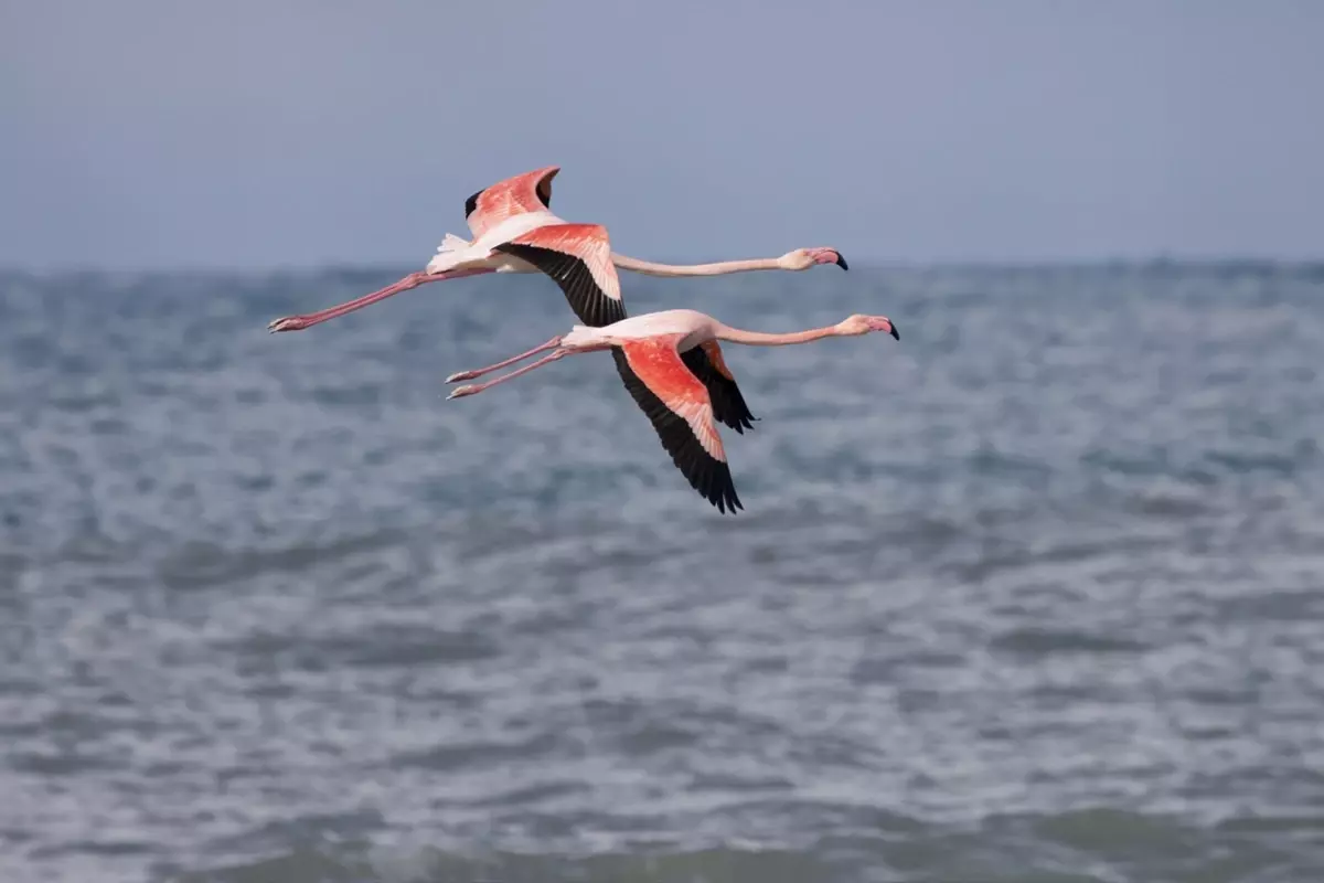 Abana’da Flamingoların Dinlenme Molası: Hava Şartları Nedeniyle Ezine Çayı’nda